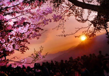 台灣好行｜阿里山線來回票