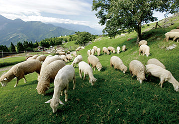 南投｜清境農場青青草原入園券全票